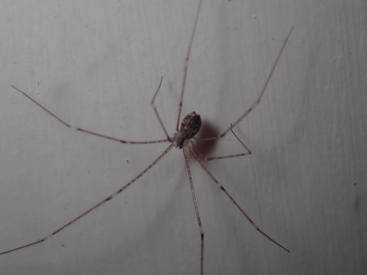 Crossopriza lyoni Crossopriza lyoni